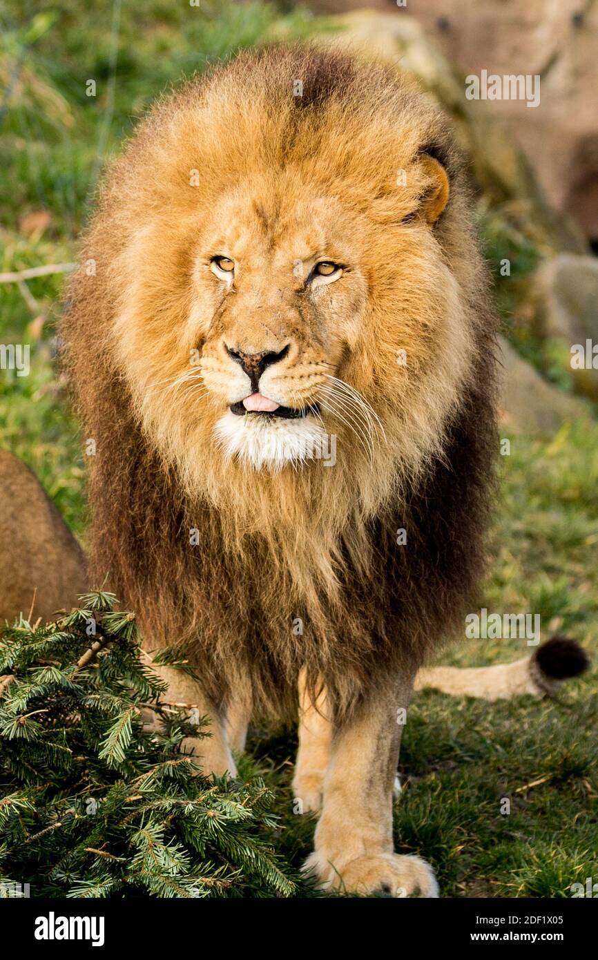 Southeast African Lion - Lion d'Afrique du Sud im ZooParc von Beauval in Saint-Aignan-sur-Cher, Frankreich am 27. januar 2020. Foto von Nasser Berzane/ABACAPRESS.COM Stockfoto