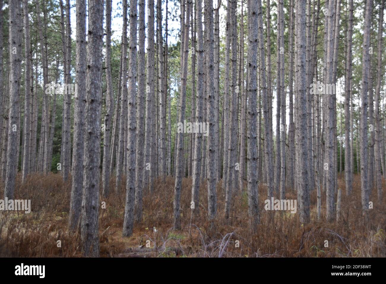 Bewaldete Wälder in der Natur gefangen Stockfoto