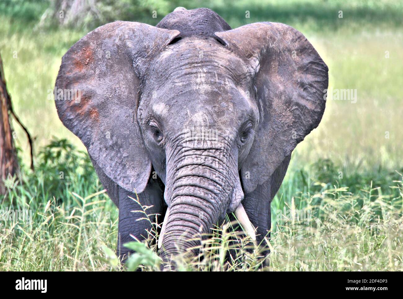 Nahaufnahme eines Elefantenbabys beim Essen im Tarangire Nationalpark, Tansania, Afrika. Stockfoto