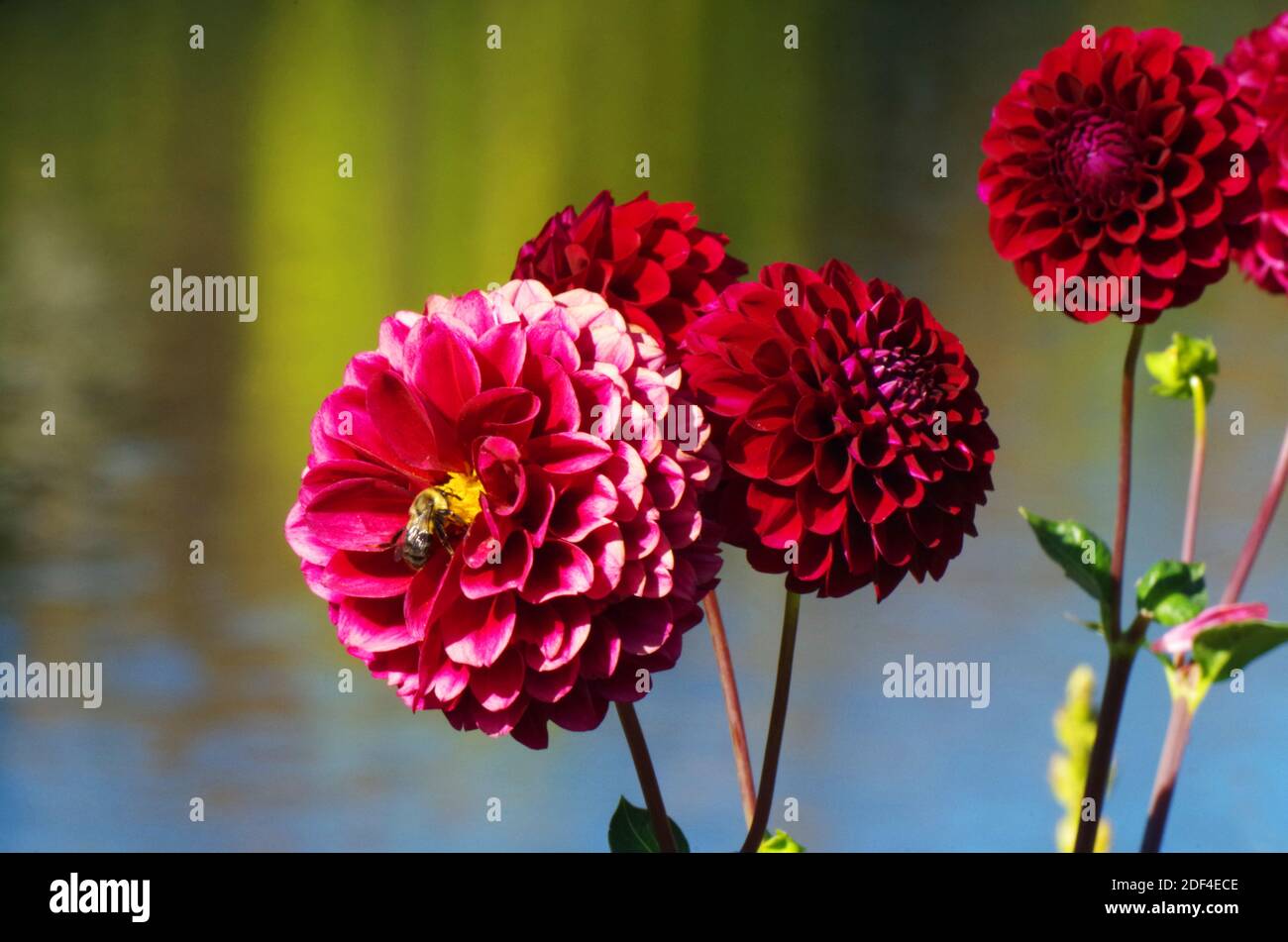 Cluster von Ball Dahlien im Sommer Stockfoto