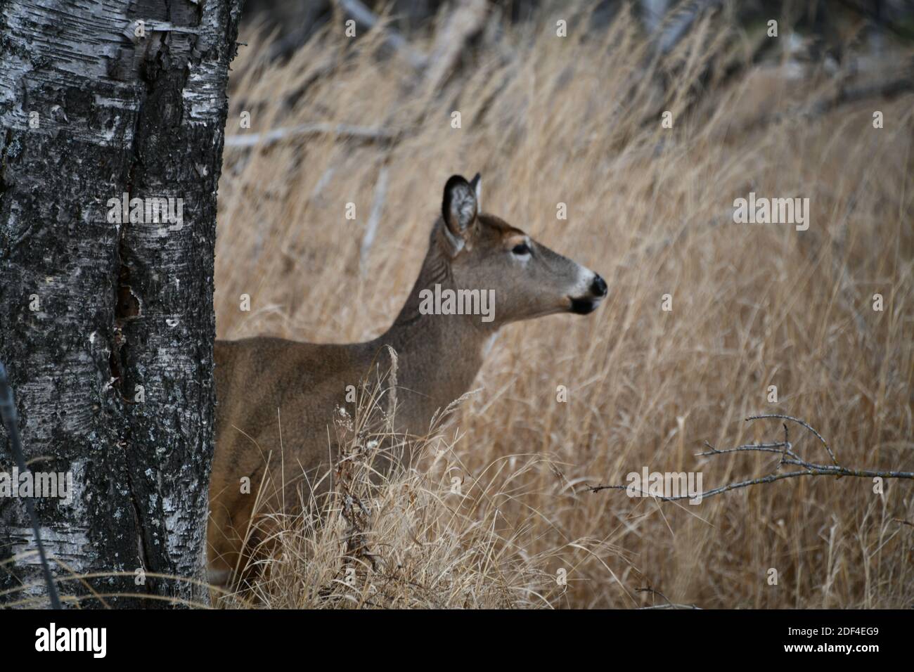 Eine Seitenansicht einer Rehe, halb versteckt hinter einem Baumstamm, unter hohem getrocknetem Gras von Mission Marsh, Thunder Bay, Ontario, Kanada. Stockfoto