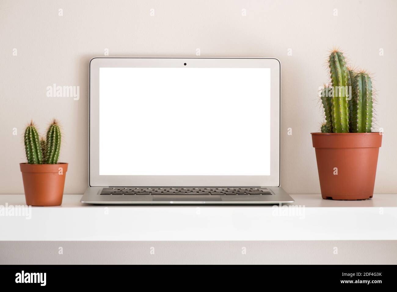 Vorderansicht des kompakten silbernen Laptops mit leerem weißen Bildschirm für Kopierraum-Konzept, sitzend auf dem Regal zwischen zwei Topfkakteen Stockfoto