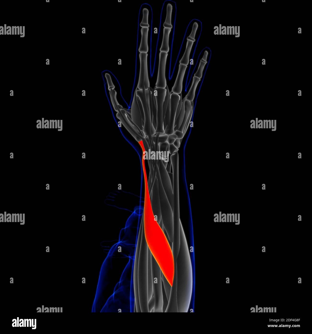 3D Illustration, Muskel ist ein Weichgewebe, Muskelzellen enthalten Proteine, die eine Kontraktion, die sowohl die Länge und die Form der ce ändert Stockfoto