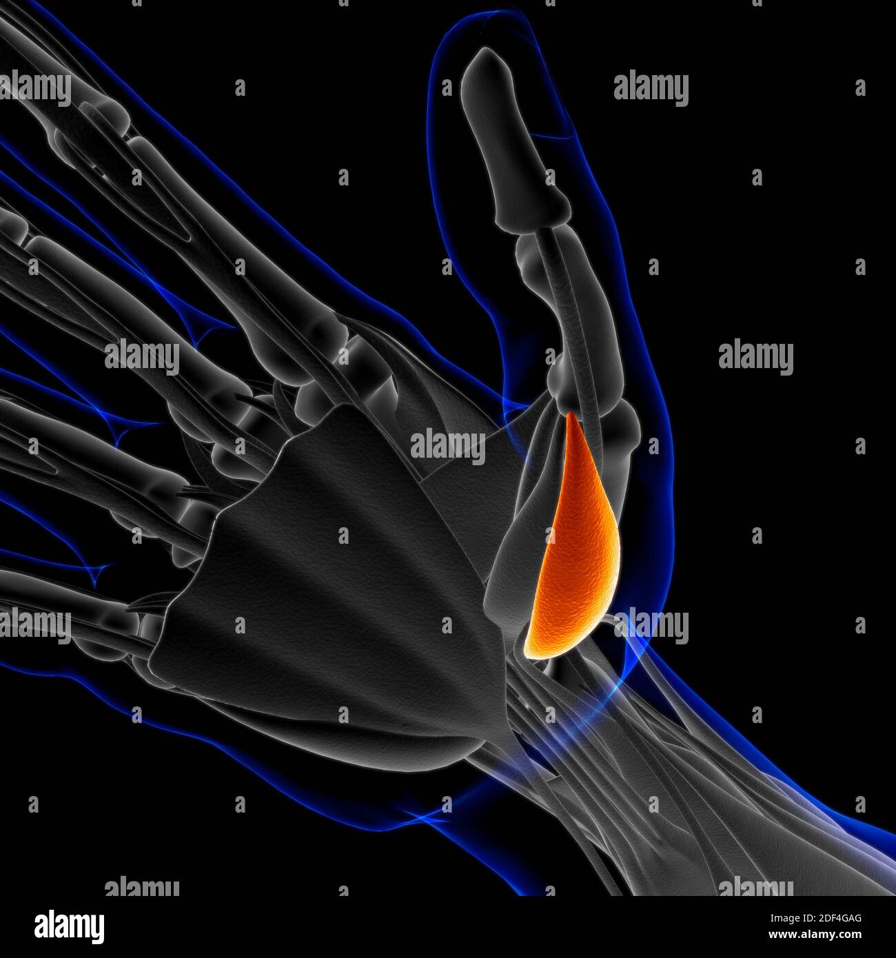 3D Illustration, Muskel ist ein Weichgewebe, Muskelzellen enthalten Proteine, die eine Kontraktion, die sowohl die Länge und die Form der ce ändert Stockfoto