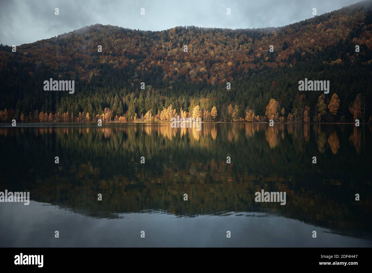 Stimmungsvolle Herbstlandschaft. Birken spiegeln sich im vulkanischen See am Saint Anne See, Rumänien, Siebenbürgen Stockfoto