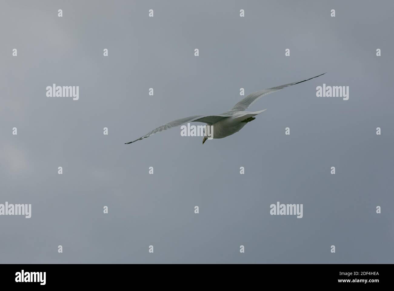 Fliegender Möwenvogel am wolkigen Himmel. Selektiver Fokus, Straßenansicht, Ansicht von unten. Stockfoto