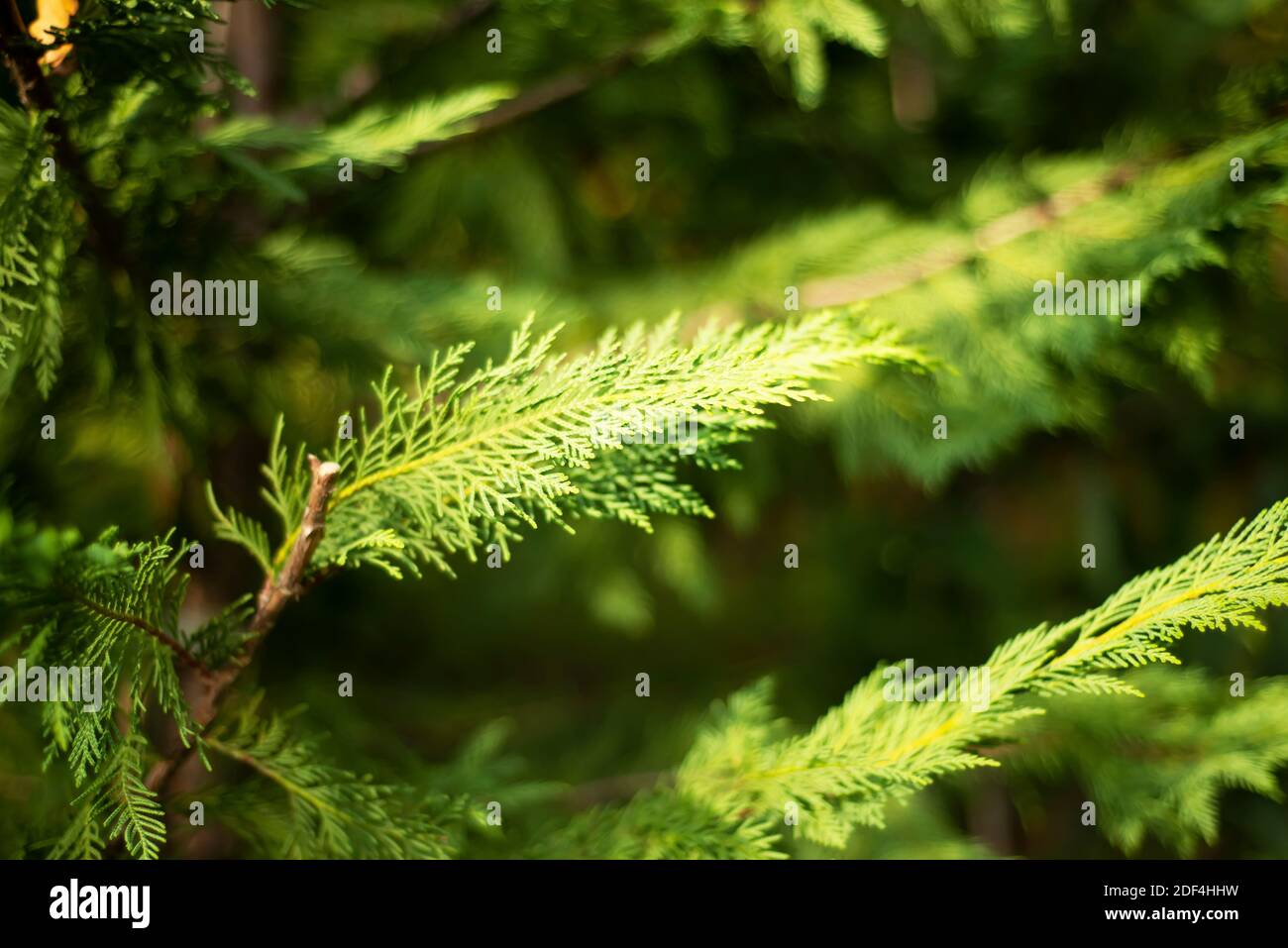Grüne natürliche Hintergründe aus Zypressen Zweige. Koniferen Designs für Postkarten Ankündigungen Nachrichten Text. Unscharfer Fokus. Stockfoto