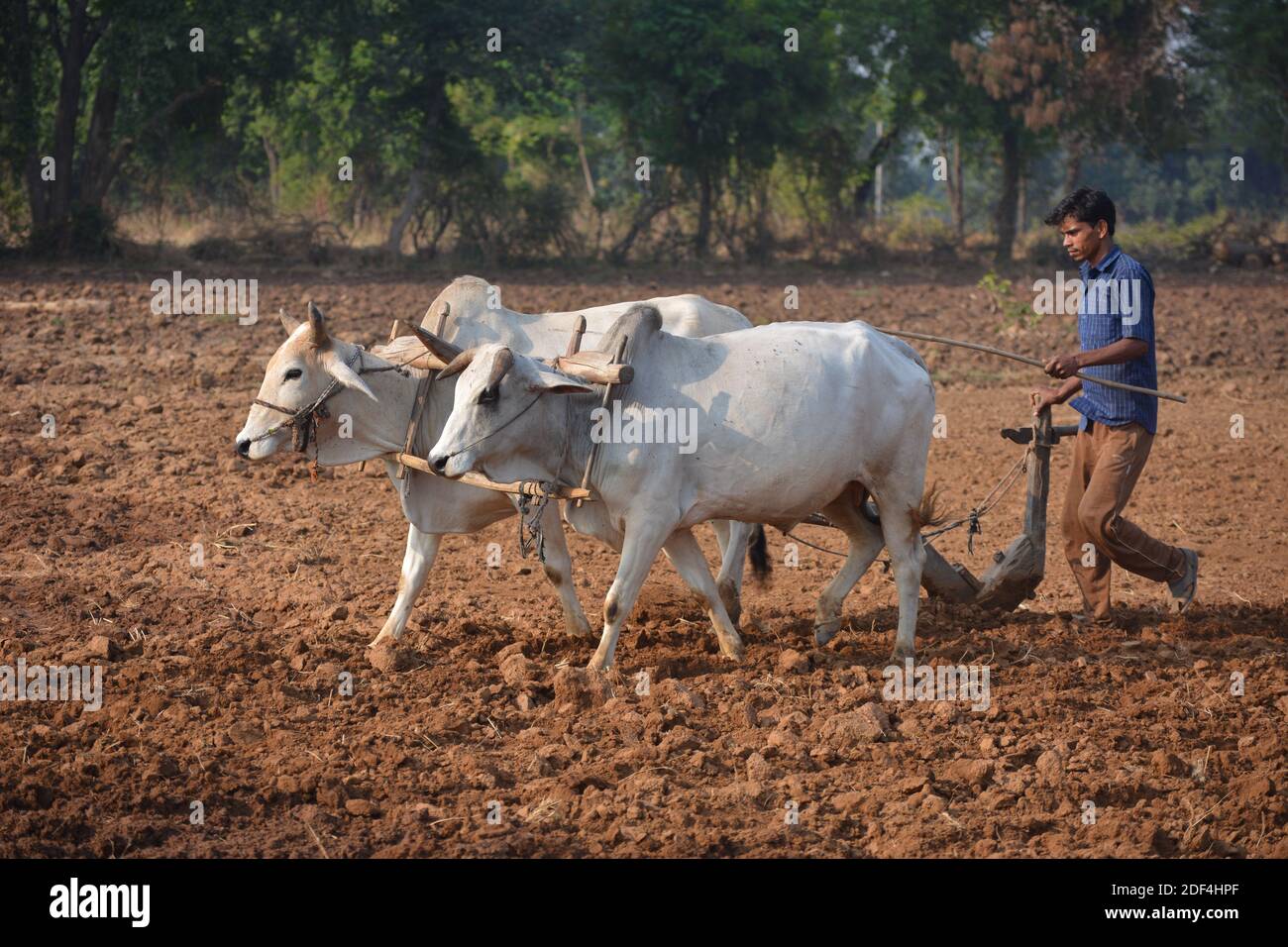 TIKAMGARH, MADHYA PRADESH, INDIEN - 23. NOVEMBER 2020: Nicht identifizierter indischer Bauer, der mit Stier auf seiner Farm arbeitet. Stockfoto