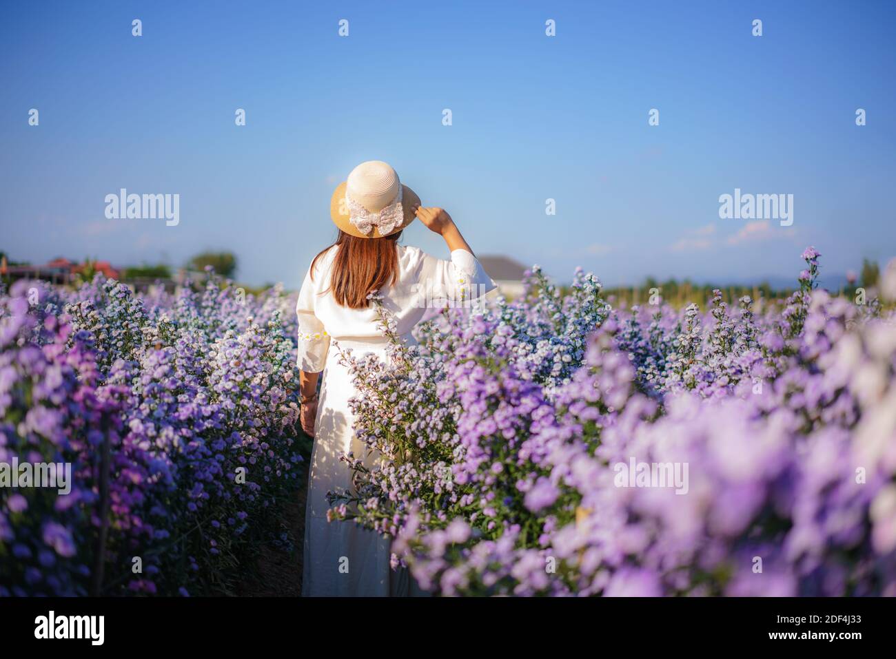 Asiatische junge glückliche Reisende asiatische Frau mit Kleid Sightseeing auf Margaret Aster Blumen Feld im Garten in der Wintersaison in Chiang Mai, Thailand. Stockfoto