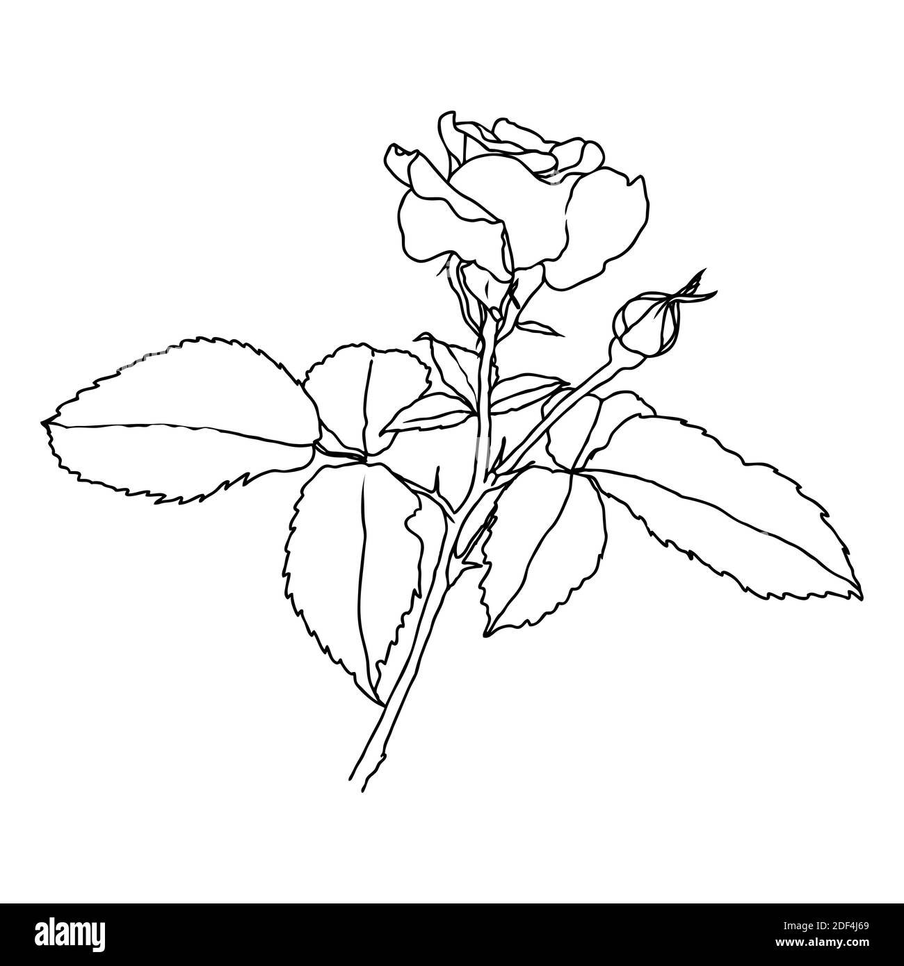 Eine Linienzeichnung von Rosenblüte isoliert auf weißem Hintergrund. Handgezeichnete Skizze, Vektorgrafik. Dekoratives Element für Tattoo, Grußkarte, Hochzeitseinladung, Malbuch Stock Vektor