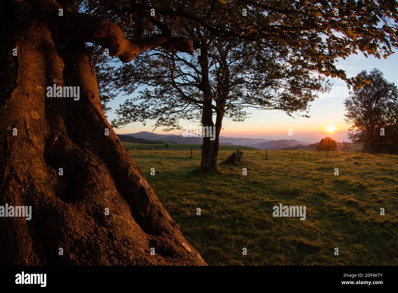 Geographie / Reisen, Baden-Württemberg, Landschaften, Bäume auf dem Schauinsland im Abendlicht, Additional-Rights-Clearance-Info-not-available Stockfoto