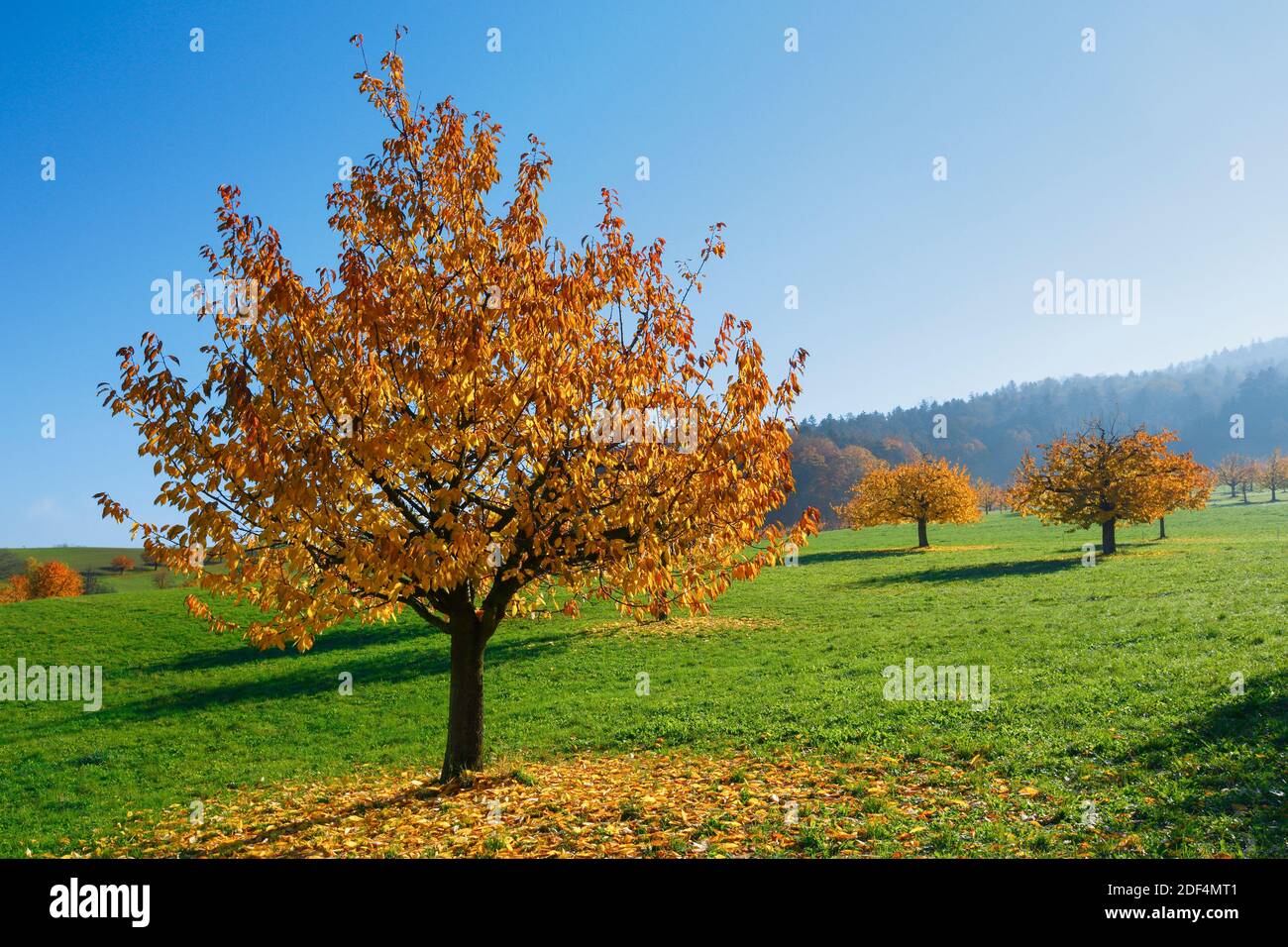 Geographie / Reisen, Schweiz, Kirschbaum im Herbst, Prunus avium, Additional-Rights-Clearance-Info-not-available Stockfoto