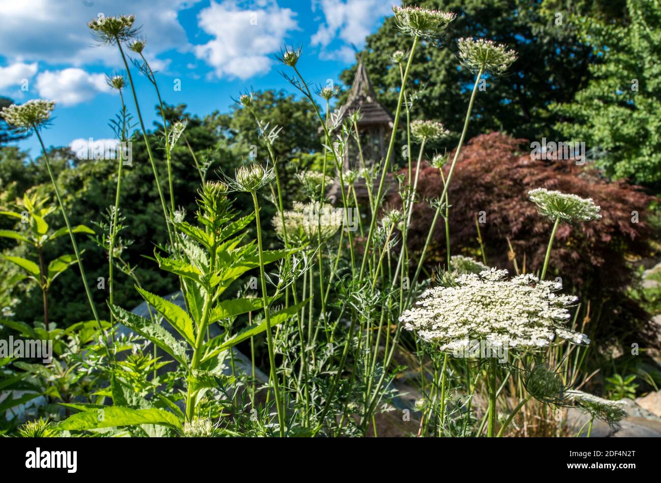 Ein Sommer-Mix aus Blumen Stockfoto