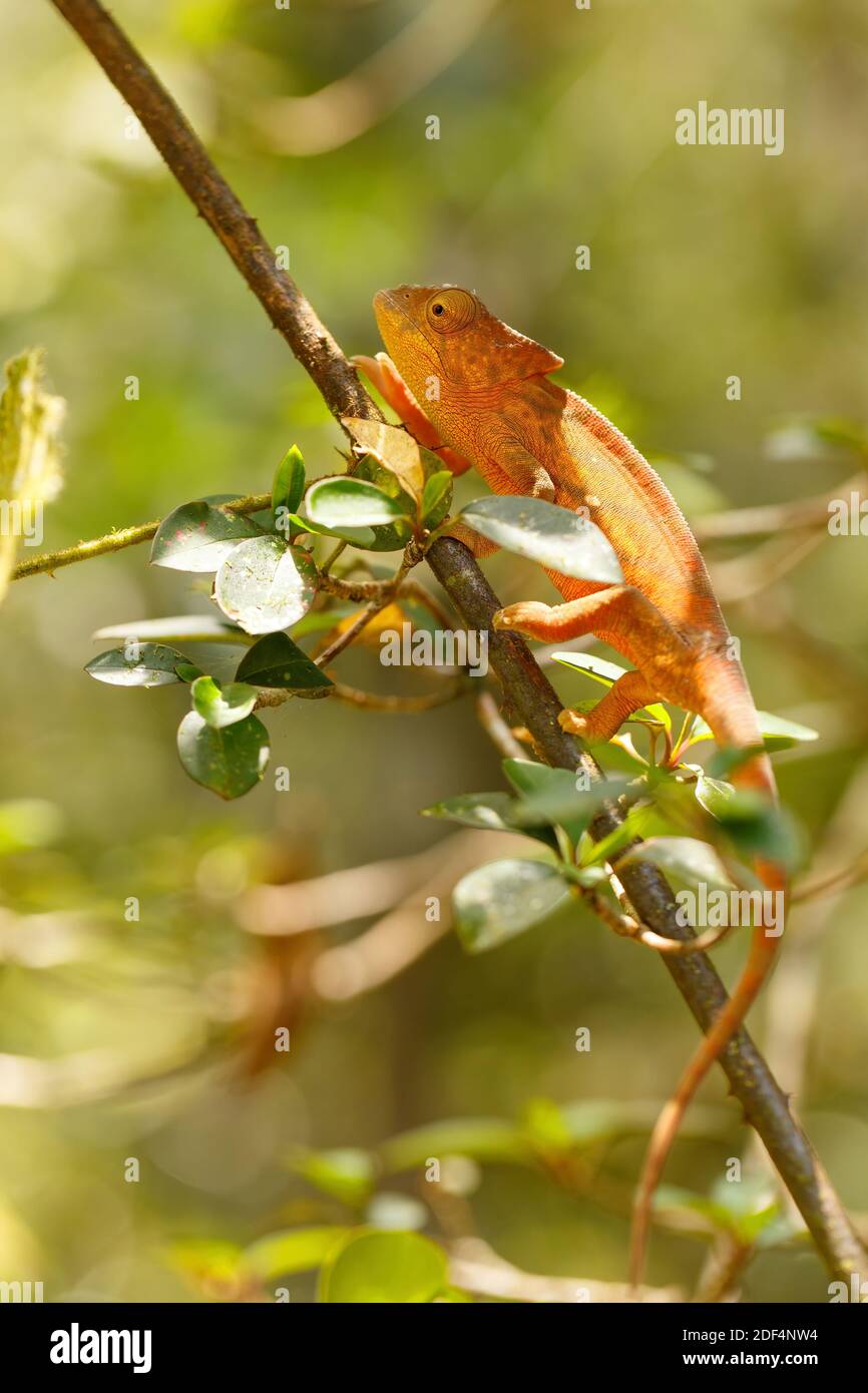 Parson-Chamäleon, Calumma parsonii, große Chamäleonarten. Amber Mountain. Andasibe - Analamazaotra Nationalpark, Madagaskar Tierwelt Stockfoto