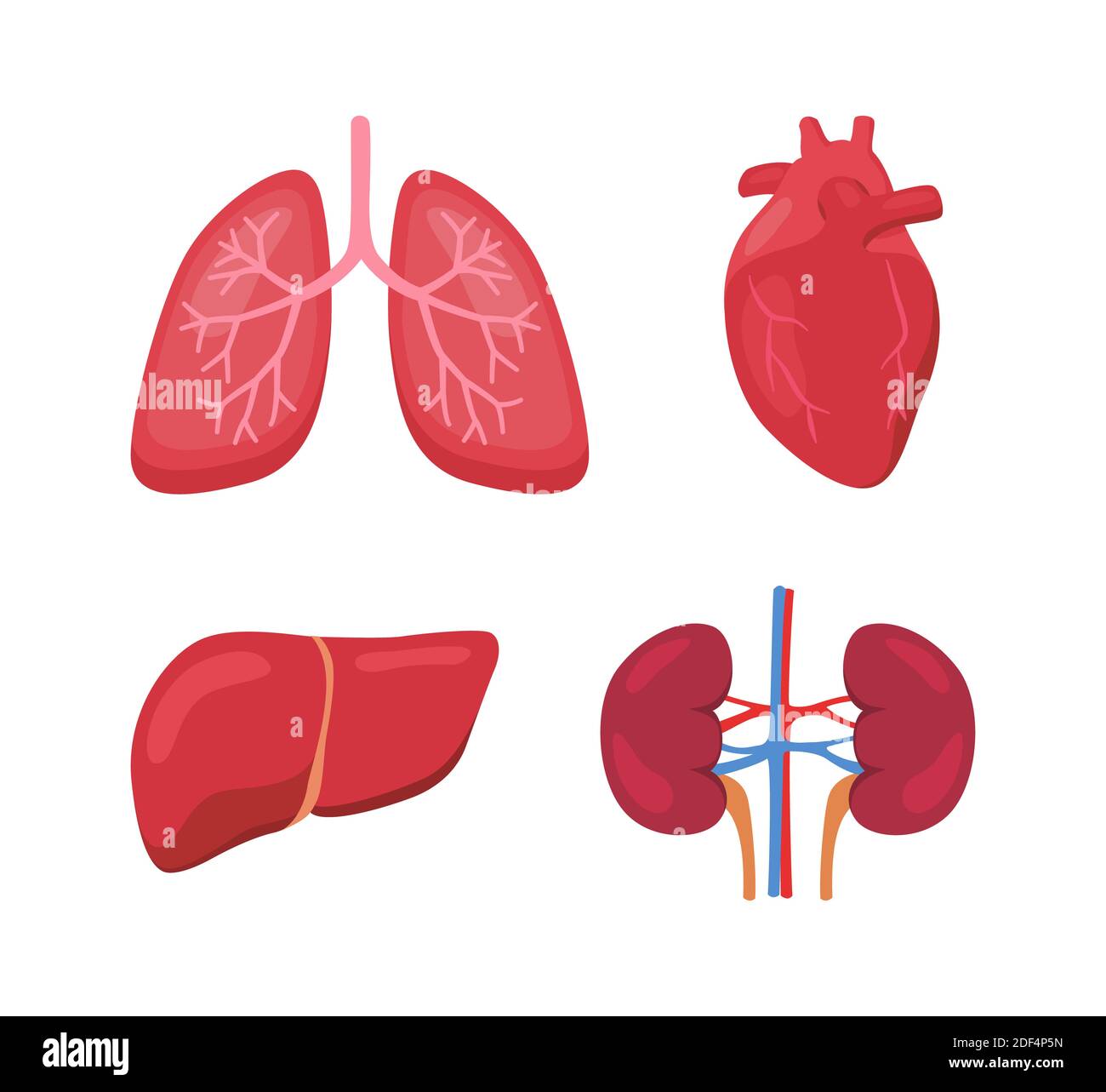 Menschliche Organ Anatomie Lunge Herz Leber Niere weiß isoliert Hintergrund Flache Vektorgrafik Stockfoto