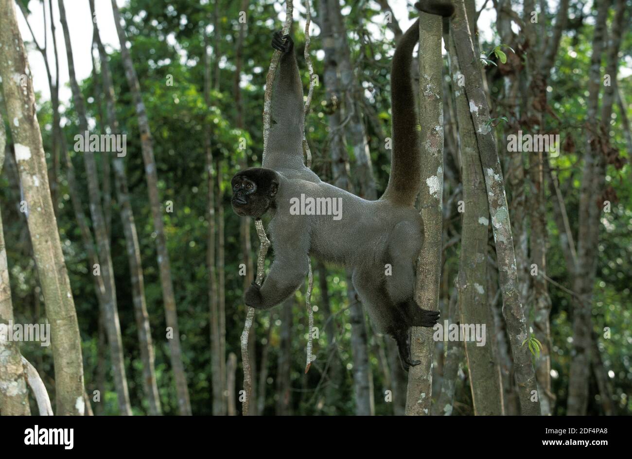 Kolumbianische Wolly Affe, Lagothrix Lagothricha Lugens, Erwachsene Zweig hängend Stockfoto