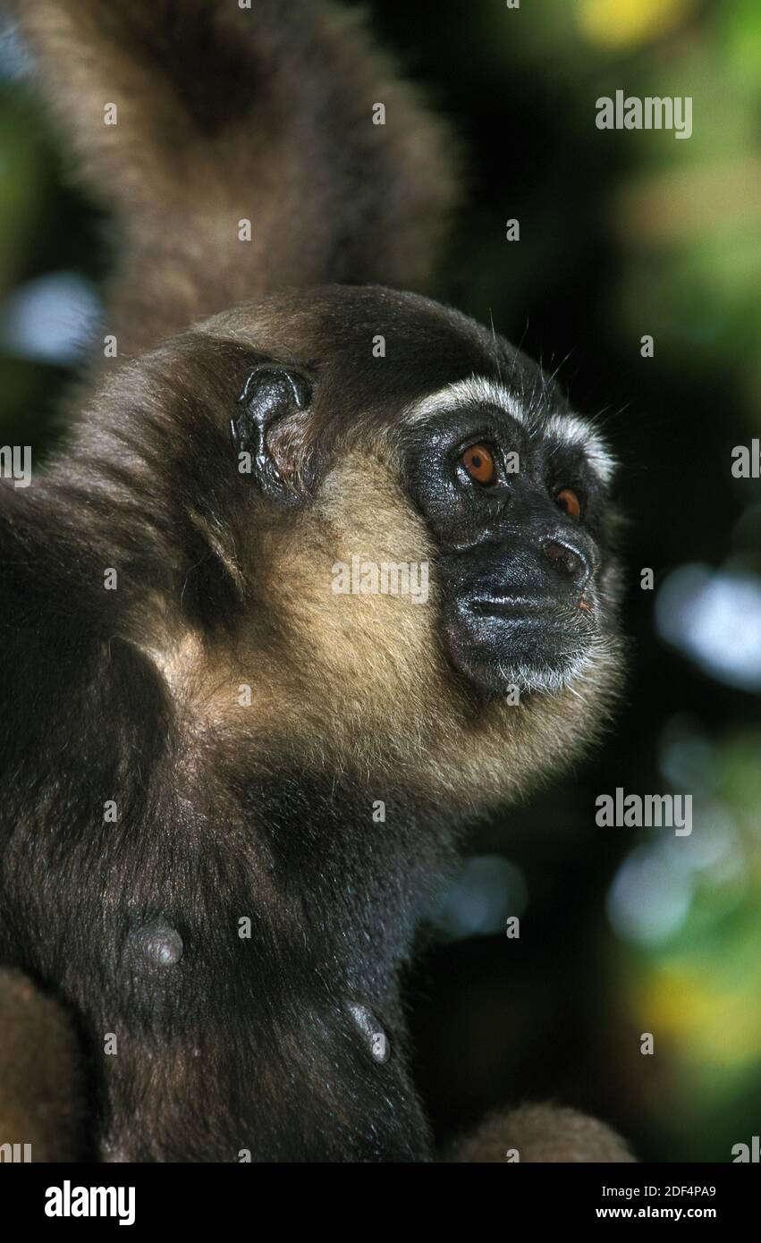 Mullers Gibbon, Hylobates Muelleri, Porträt von weiblichen Stockfoto