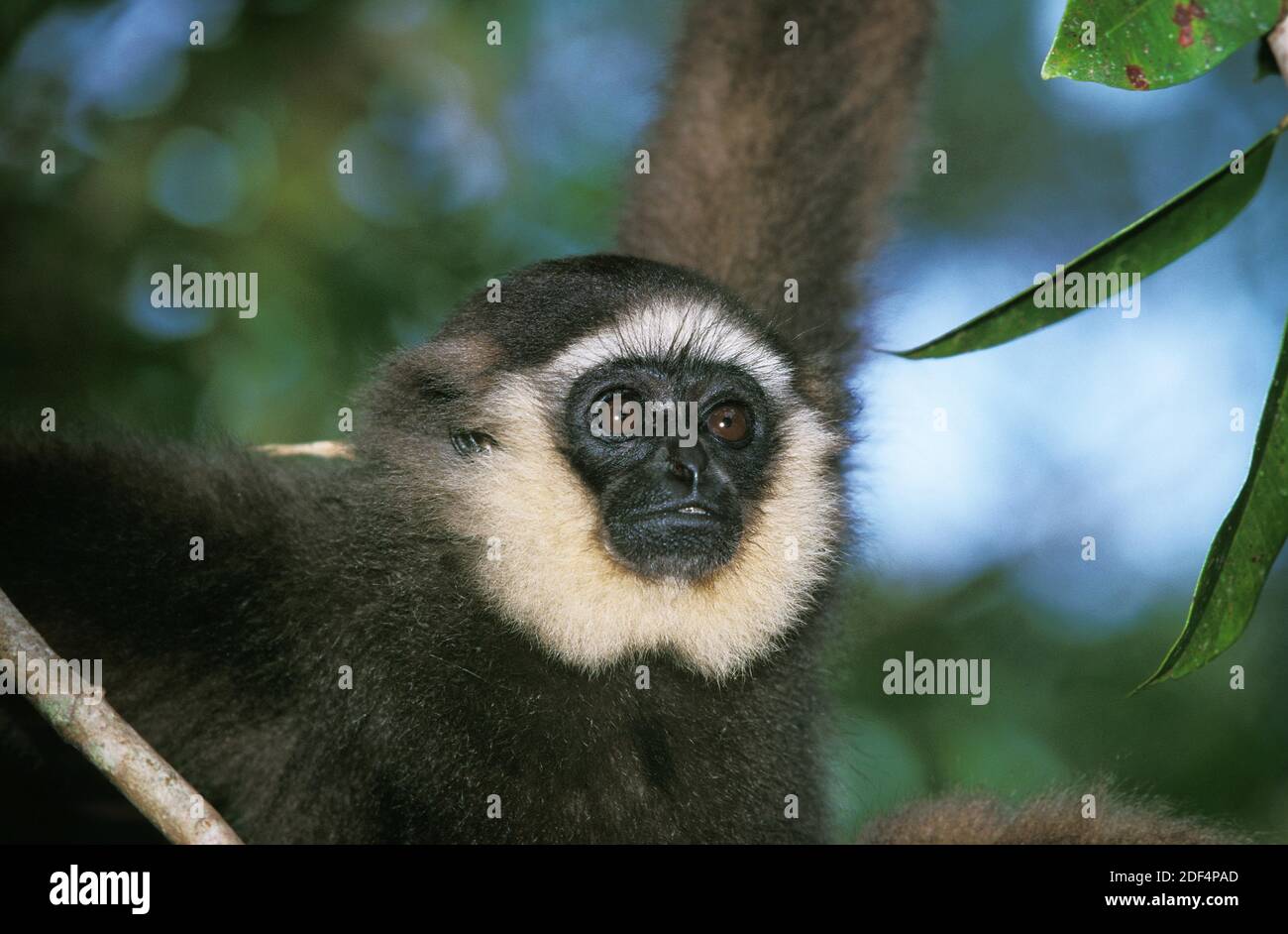 Mullers Gibbon, Hylobates Muelleri, Porträt von Erwachsenen Stockfoto
