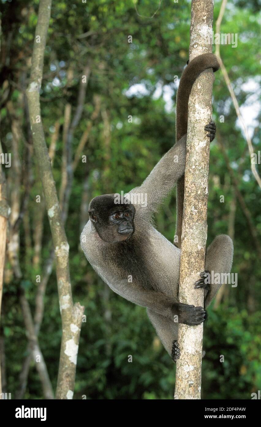 Kolumbianische Wolly Affe, Lagothrix Lagothricha Lugens, Erwachsene Zweig hängend Stockfoto