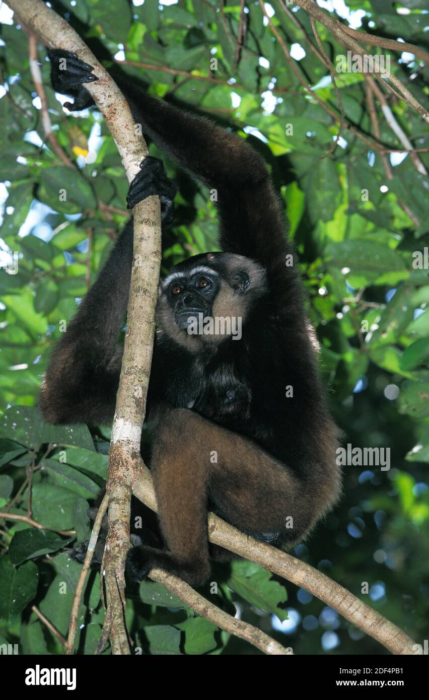 Mullers Gibbon, Hylobates Muelleri, Erwachsene Zweig hängend Stockfoto