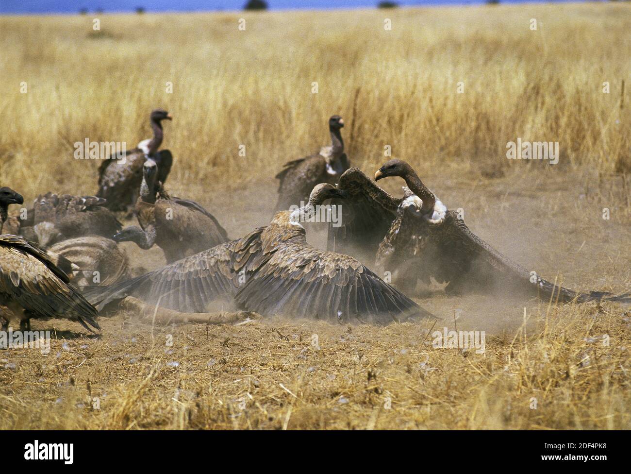 Ruppell der Geier, abgeschottet Rueppelli, Gruppe für ein Zebra töten, Erwachsene zu kämpfen, Masai Mara-Park in Kenia Stockfoto