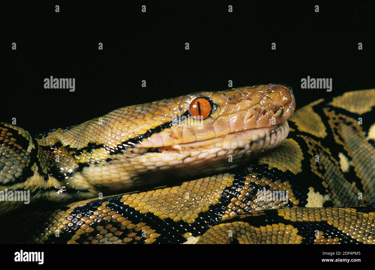 Reticulated Python, Python reticulatus, Head of Adult, Close Up Stockfoto