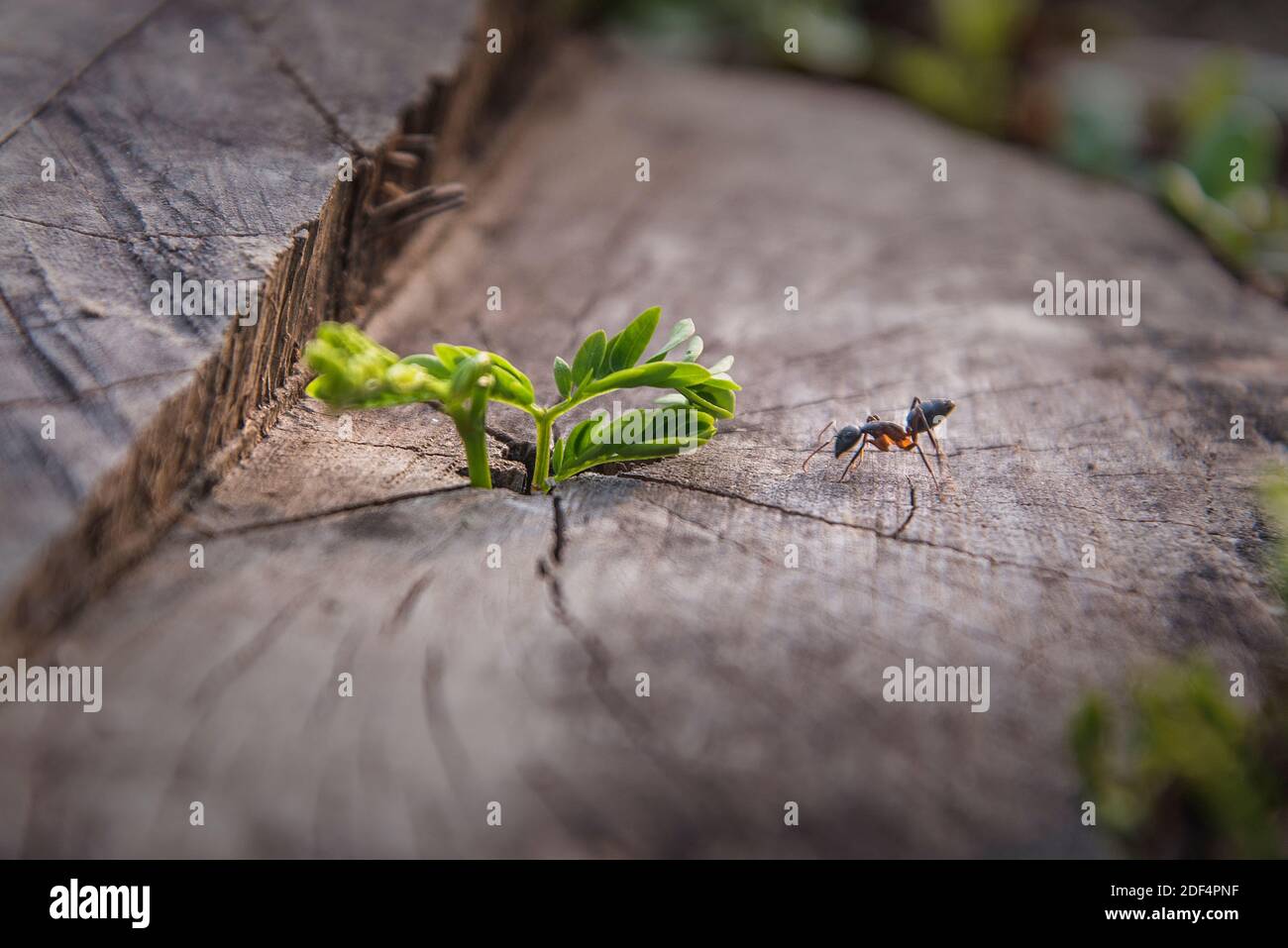 Die Ameisen.Khulna, Bangladesch. Stockfoto