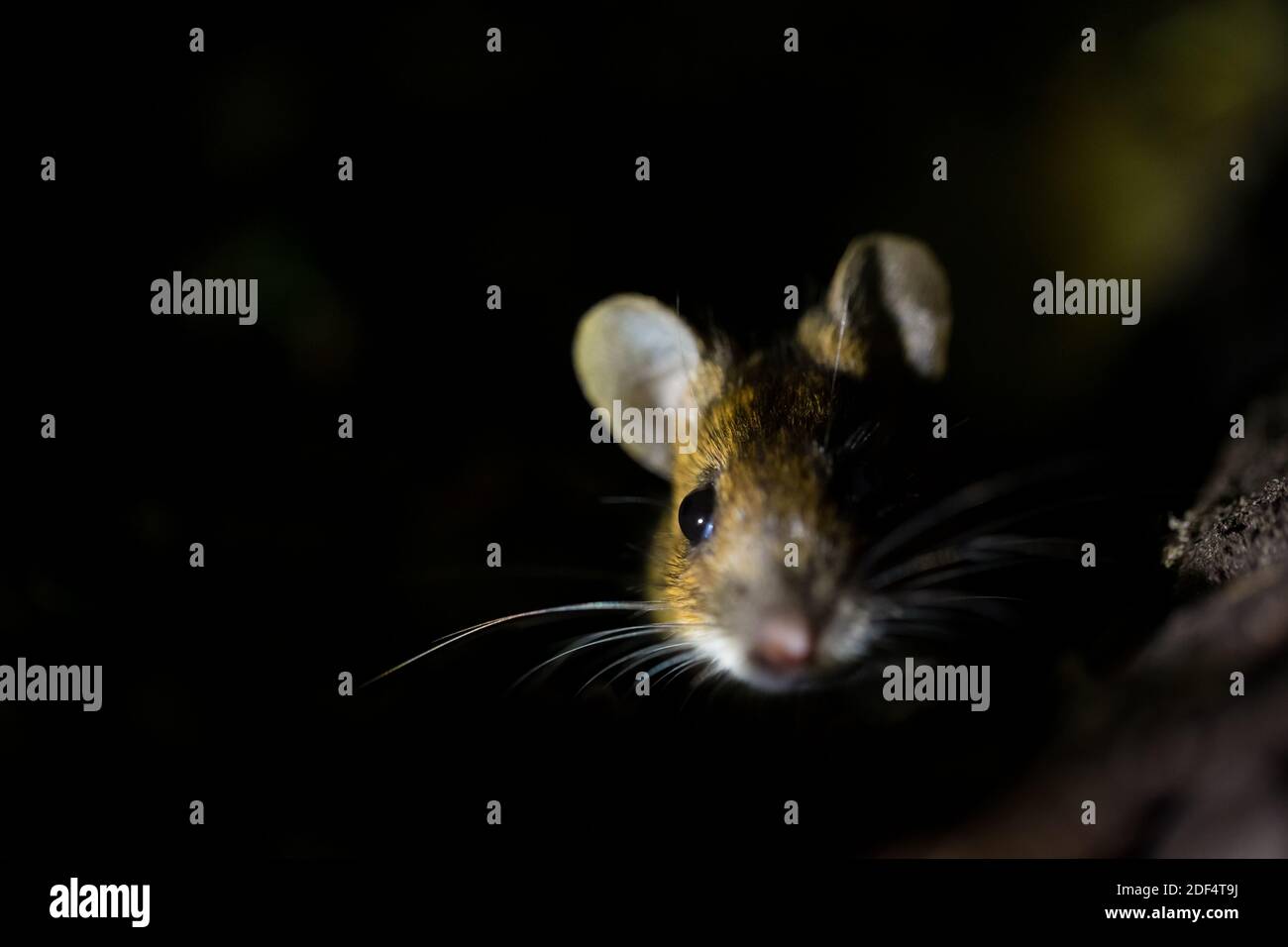 Gelbe Maus aktiv in der Nacht in wilden Wald, Finnland Stockfoto