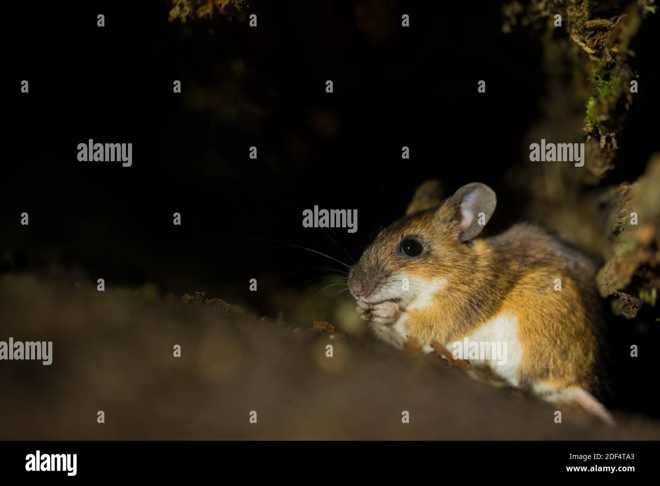 Gelbe Maus aktiv in der Nacht in wilden Wald, Finnland Stockfoto