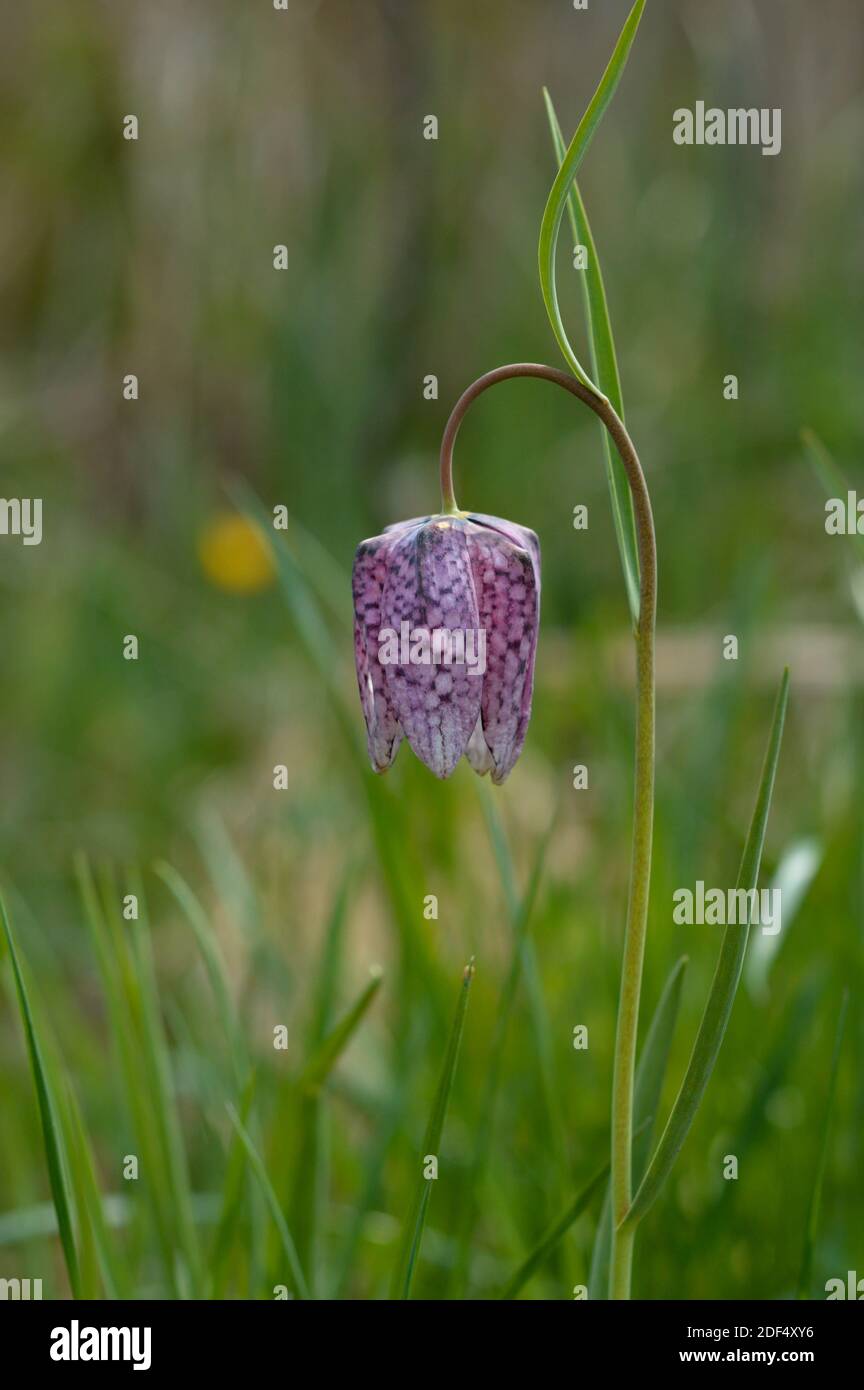 Schachblume (Fritillaria meleagris) oder karierte Lilie, lila karierte seltene Wildblume in der Natur. Stockfoto