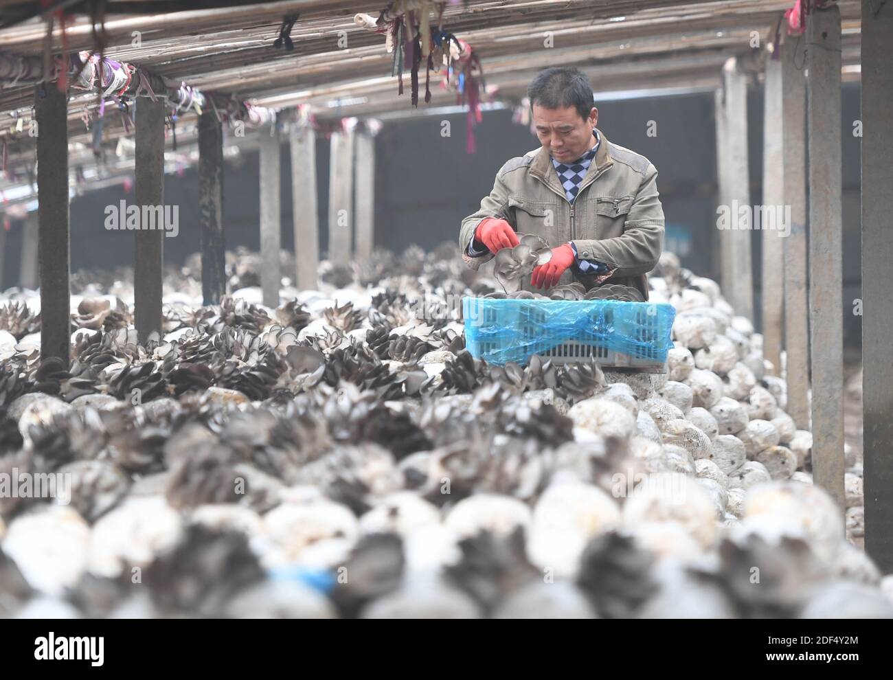 Shijiazhuang, Chinas Provinz Hebei. Dezember 2020. Ein Bauer sortiert seine frisch gepflückten Austernpilze in einem grünen Haus im Dorf Dongfeng im Bezirk Quzhou, nordchinesische Provinz Hebei, 3. Dezember 2020. Quelle: Zhu Xudong/Xinhua/Alamy Live News Stockfoto