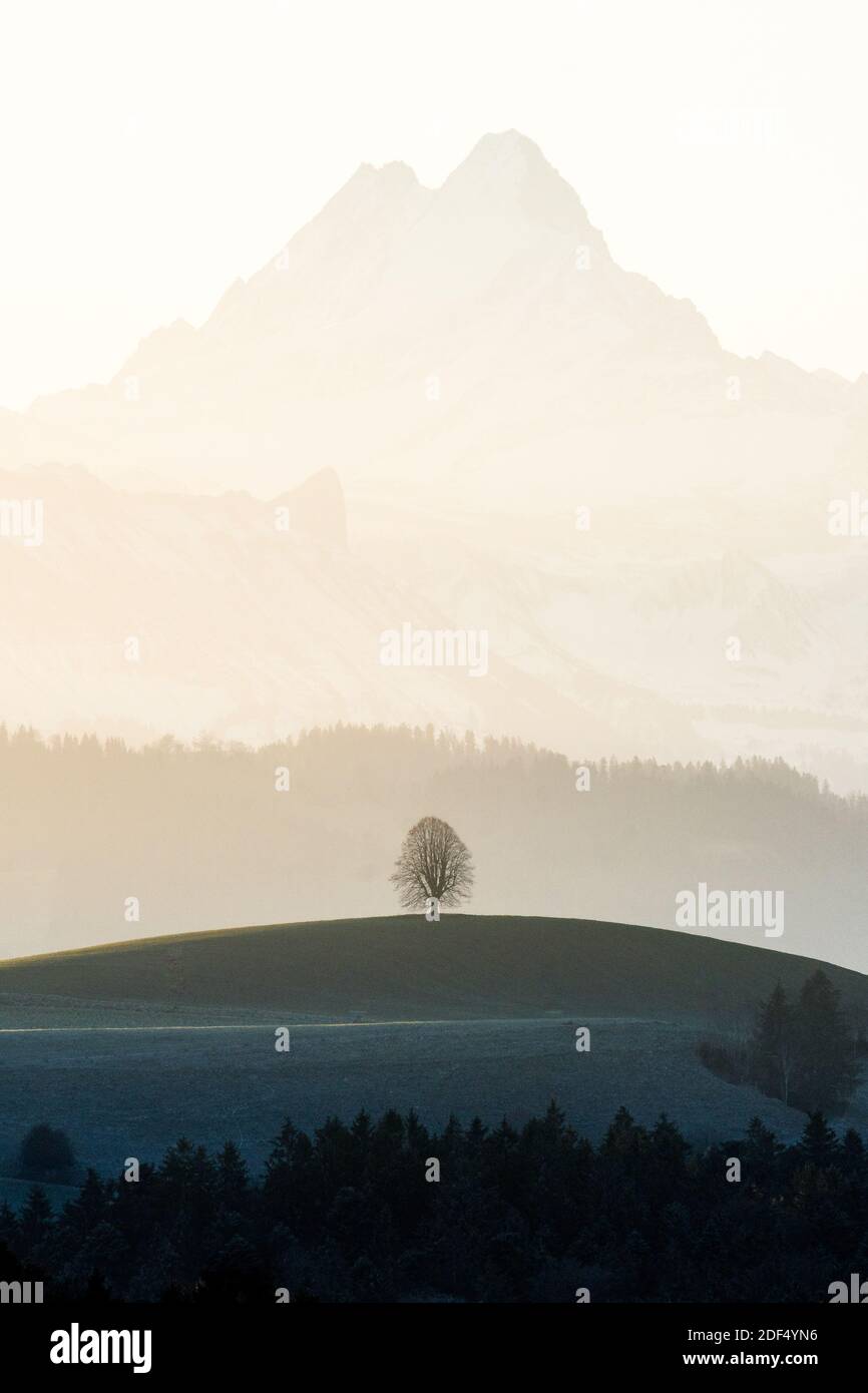 Silhouette eines einsamen tilia-Baumes auf einem Emmentaler Hügel Vor dem magischen Schreckhorn Stockfoto