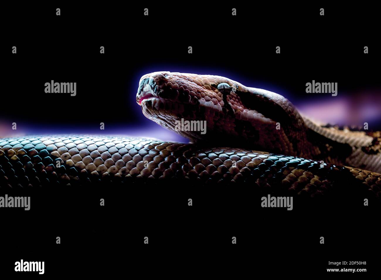 Boa Constrictor. Schlange auf schwarzem Hintergrund. Gefährliches Auge. Stockfoto