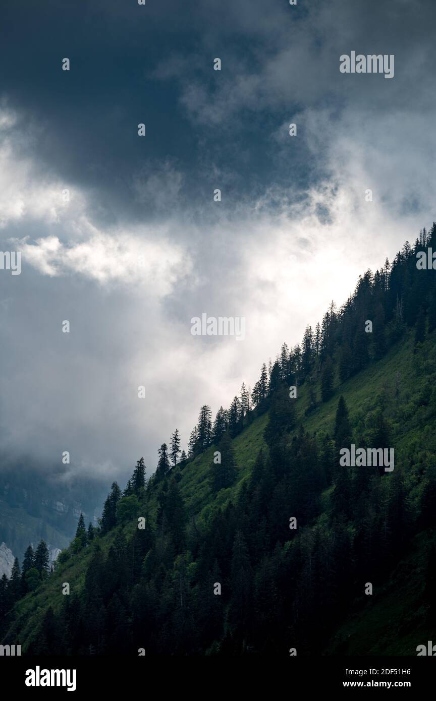 Regenwolken erzeugen spektakuläres Licht an einem steilen Waldhang Stockfoto