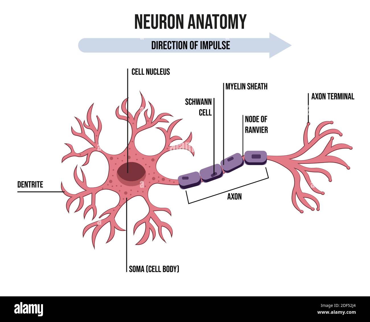 Diagramm der Neuron-Anatomie. Illustration der Neuronanatomie. Stock Vektor