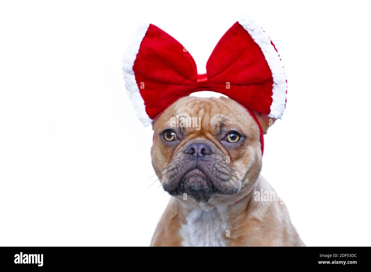 Rot fawn Französisch Bulldogge Hund trägt große rote Weihnachtsband Auf Kopf isoliert auf weißem Hintergrund Stockfoto