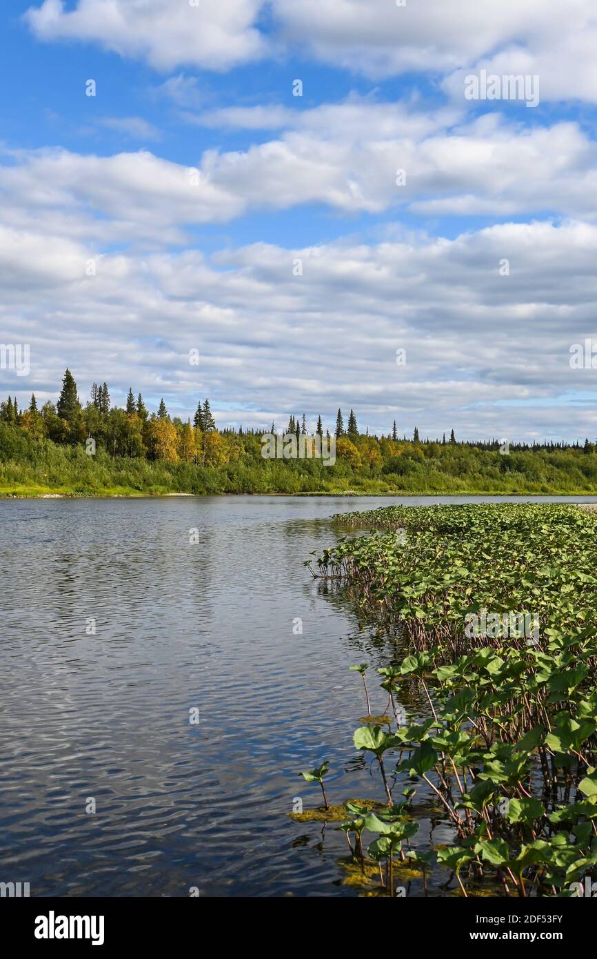 Fluss in der nördlichen Taiga. Sommer Wasserlandschaft in der Republik Komi, Russland. Stockfoto