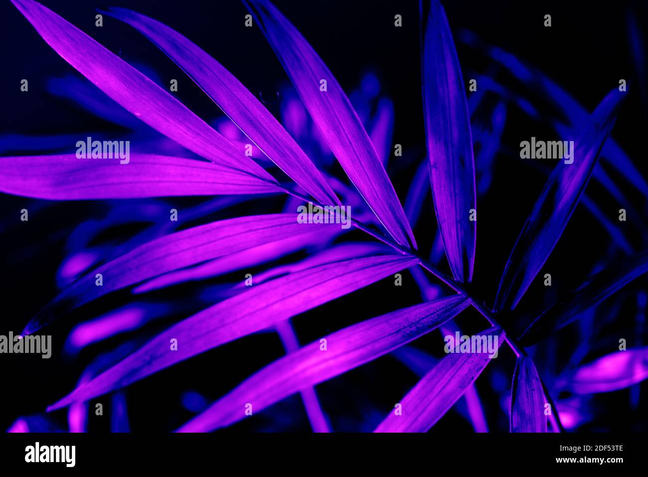 Nahaufnahme von neonhellen Palmenblättern auf dunklem Hintergrund. Lila exotischen Dschungel Laub Layout. Nachtleben lebendige florale Textur Tapete. Stockfoto