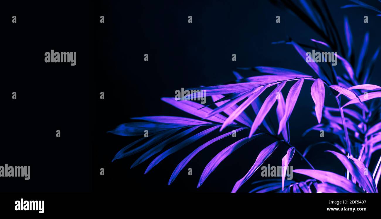 Nahaufnahme von neonhellen Palmenblättern auf dunklem Hintergrund. Lila exotischen Dschungel Laub Layout. Nachtleben lebendige florale Textur Tapete. Stockfoto