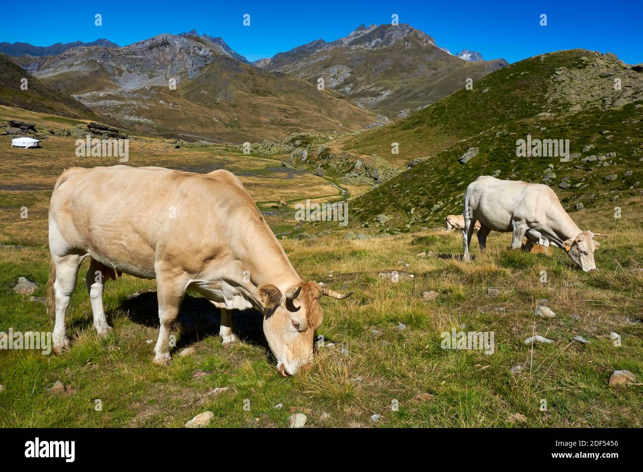 Kühe grasen auf dem Feld. Pyrenäen. Aragón. Spanien. Stockfoto