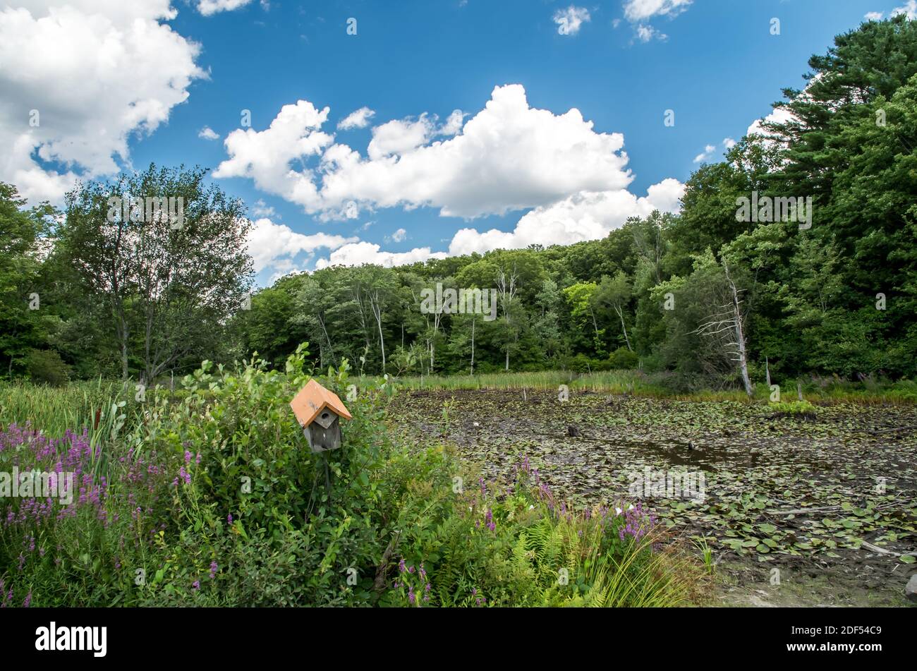 Marigold Marsh, Milton, Massachusetts, USA Stockfoto