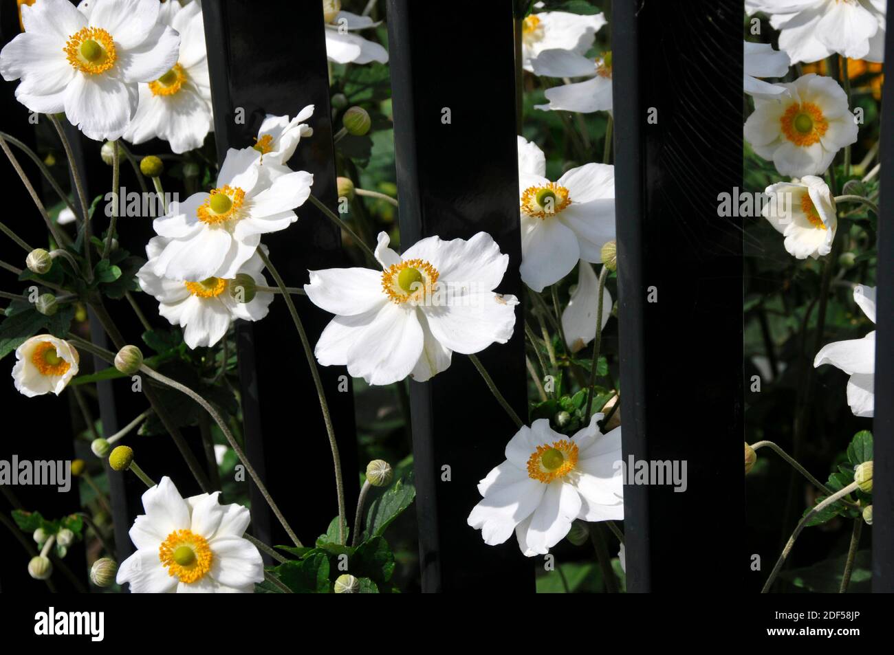 Anemone x hybrida 'Honorine Jobert' hinter einem Zaun Stockfoto