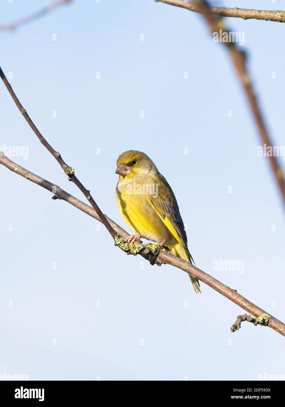 Ein Grünfink (Chloris chloris) saß auf einer Zweigstelle bei St Aidan's, einem RSPB-Reservat in Leeds, West Yorkshire. Stockfoto