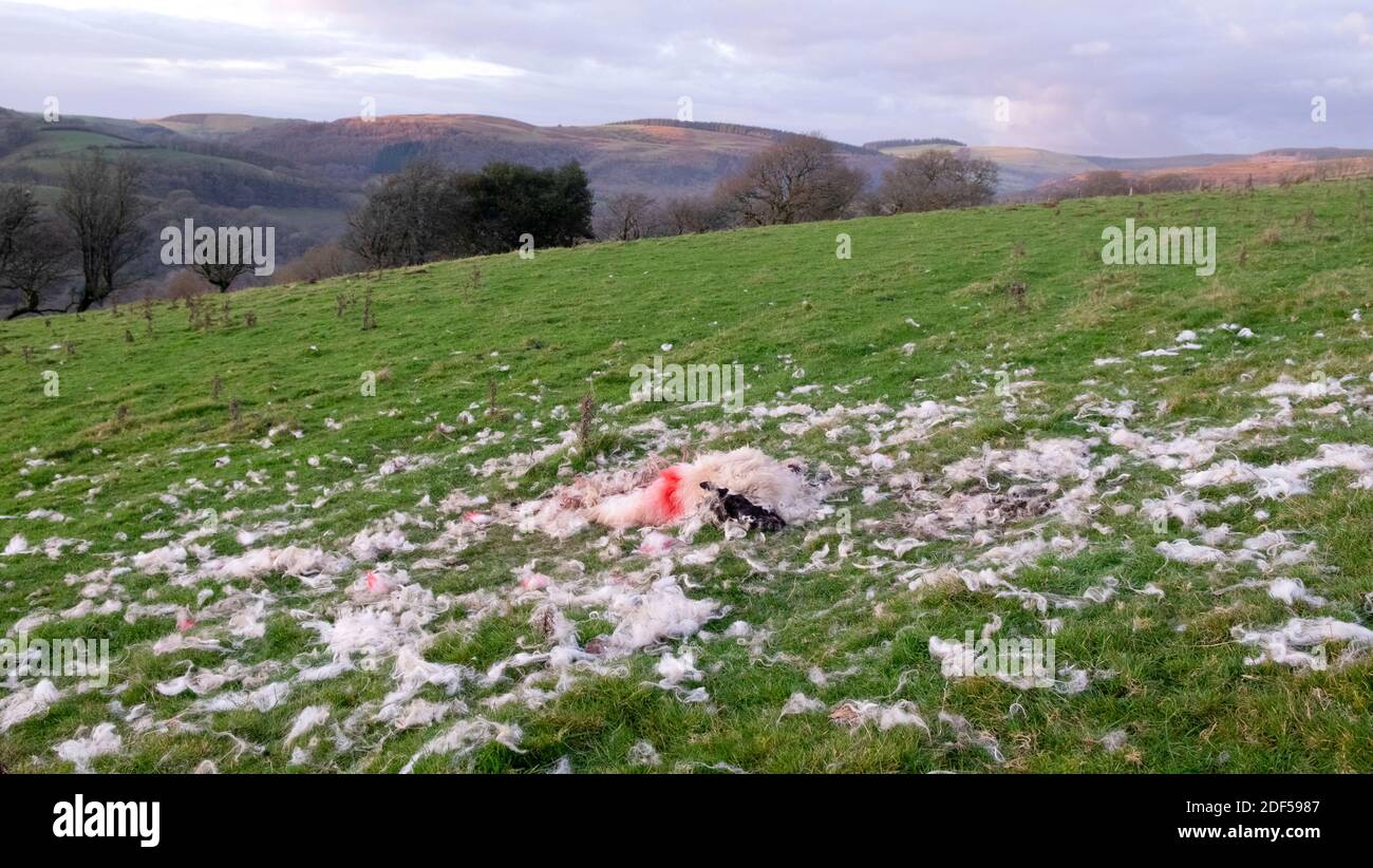 Tot verwüsteten Schafe Kadaver und Schafwolle liegen auf der Boden in einem Feld in der ländlichen Landschaft Wales UK KATHY DEWITT Stockfoto