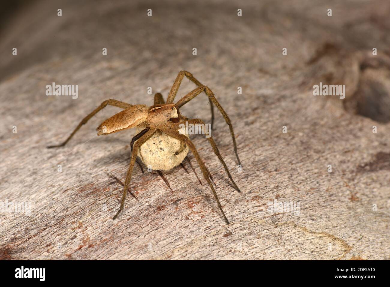 Nursery Web Spider (Pisauridae) Weibchen mit Eiersack, Wales, Juni Stockfoto