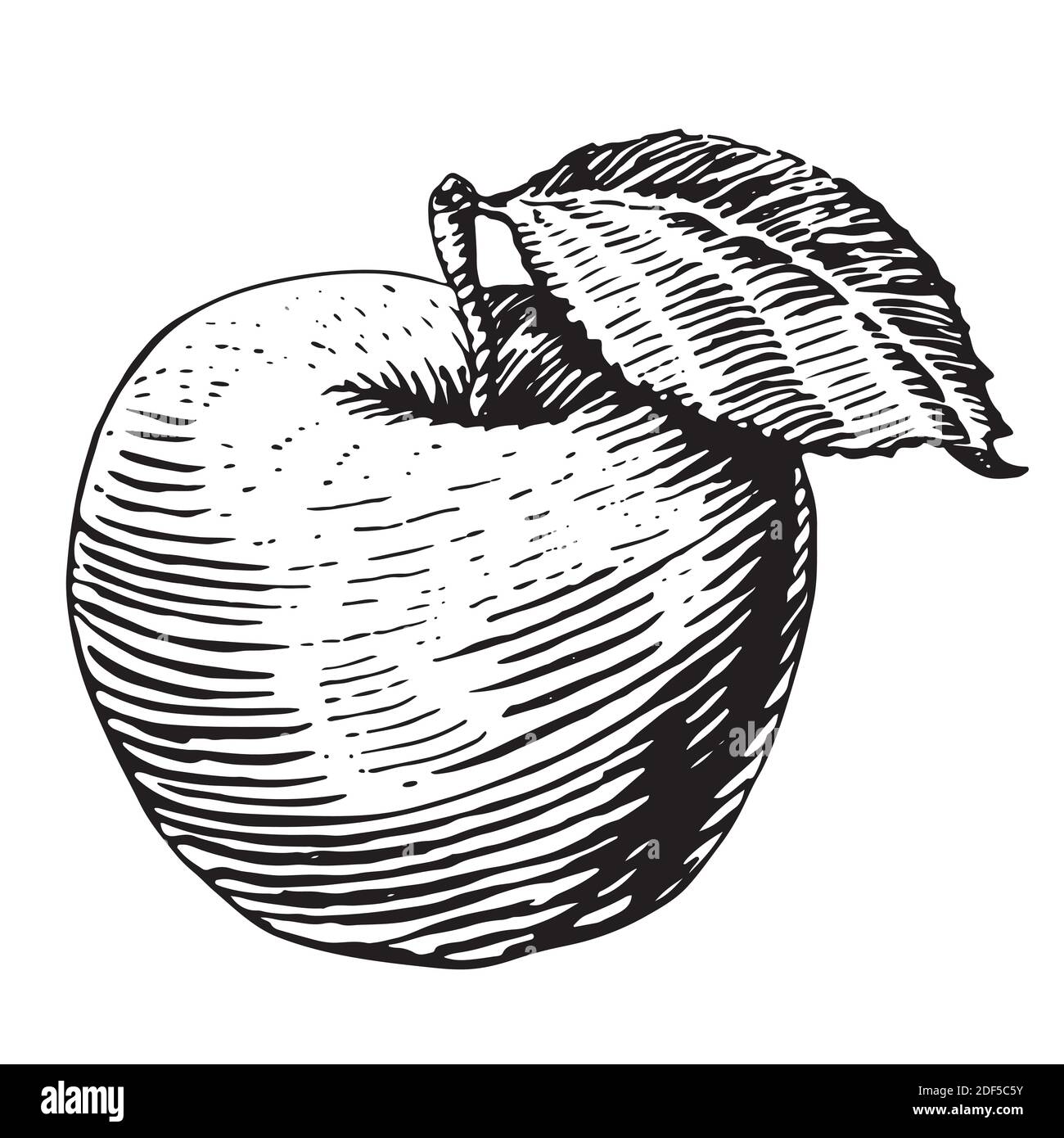 Frischer Apfel. Handgezeichnete Skizze Stil eco Food Vektor Illustration. Isolierte Zeichnung auf weißem Hintergrund. Stock Vektor