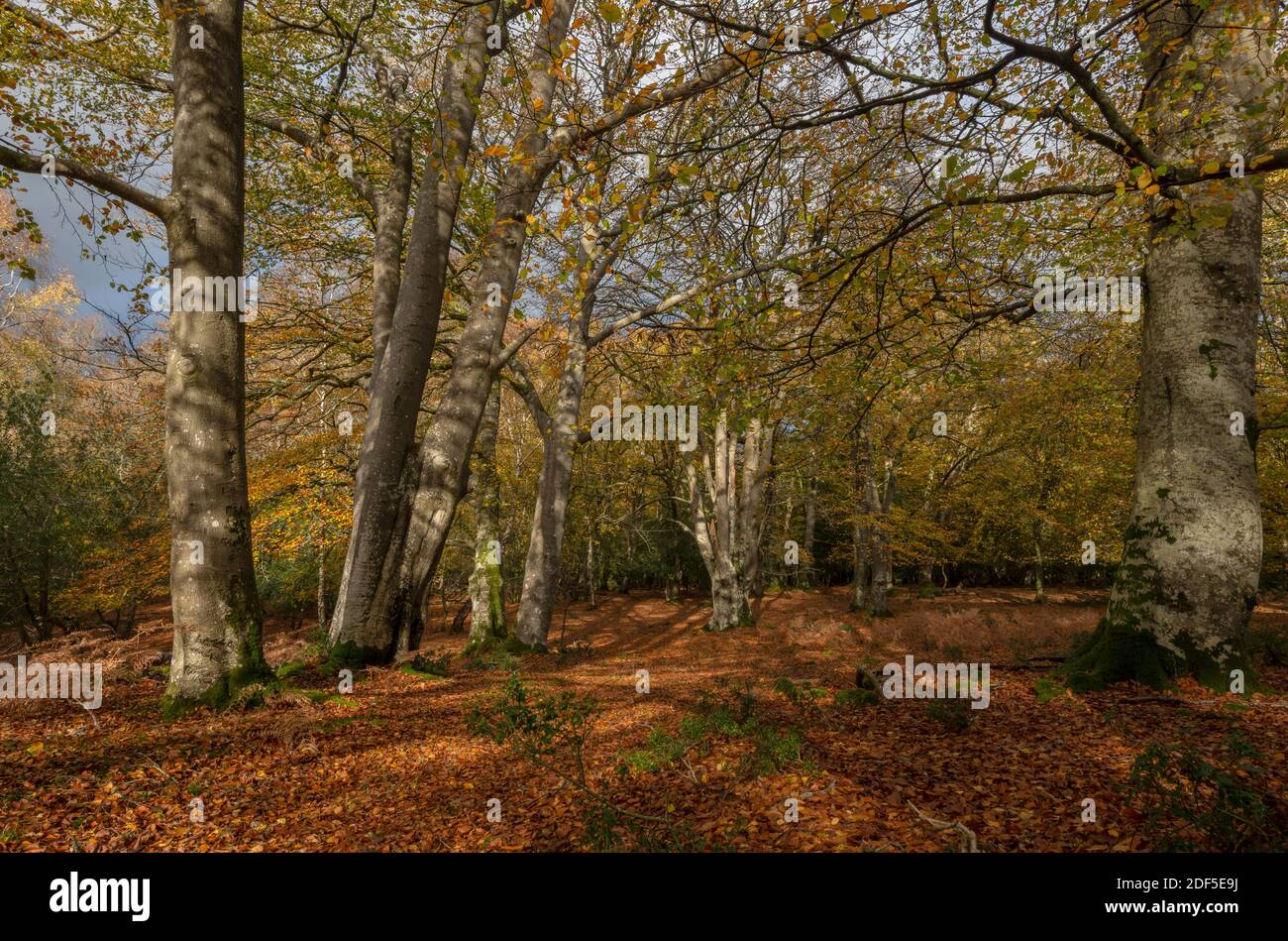 Alte Buchenwälder in der Nähe von Millyford, im Herbst; New Forest. Stockfoto