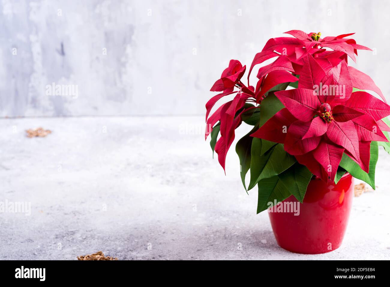 Rote Weihnachtspflanze Weihnachtspflanze auf einem steingrauen Hintergrund mit Kopierraum. Stockfoto
