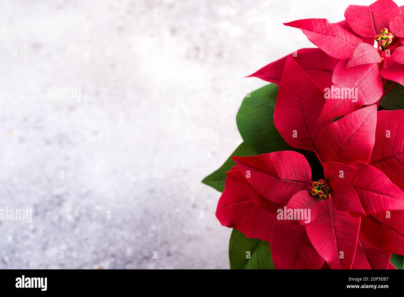 Rote Weihnachtspflanze Weihnachtspflanze auf einem steingrauen Hintergrund mit Kopierraum. Flach liegend. Weihnachtsgutschein Stockfoto