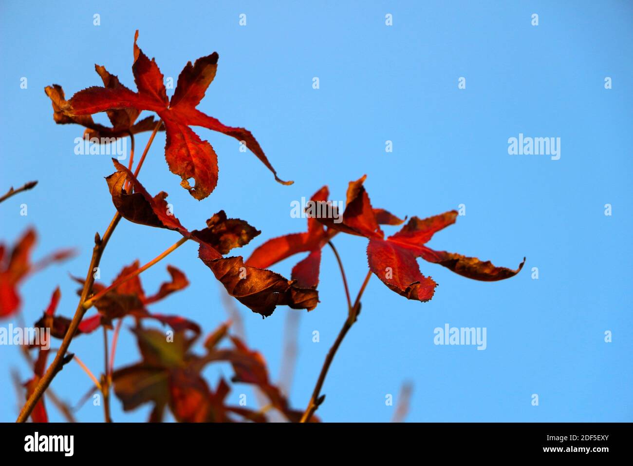 Herbst sternförmige rote Blätter gegen einen klaren blauen Himmel am Ende des Herbstes in Santander Cantabria Spanien Stockfoto
